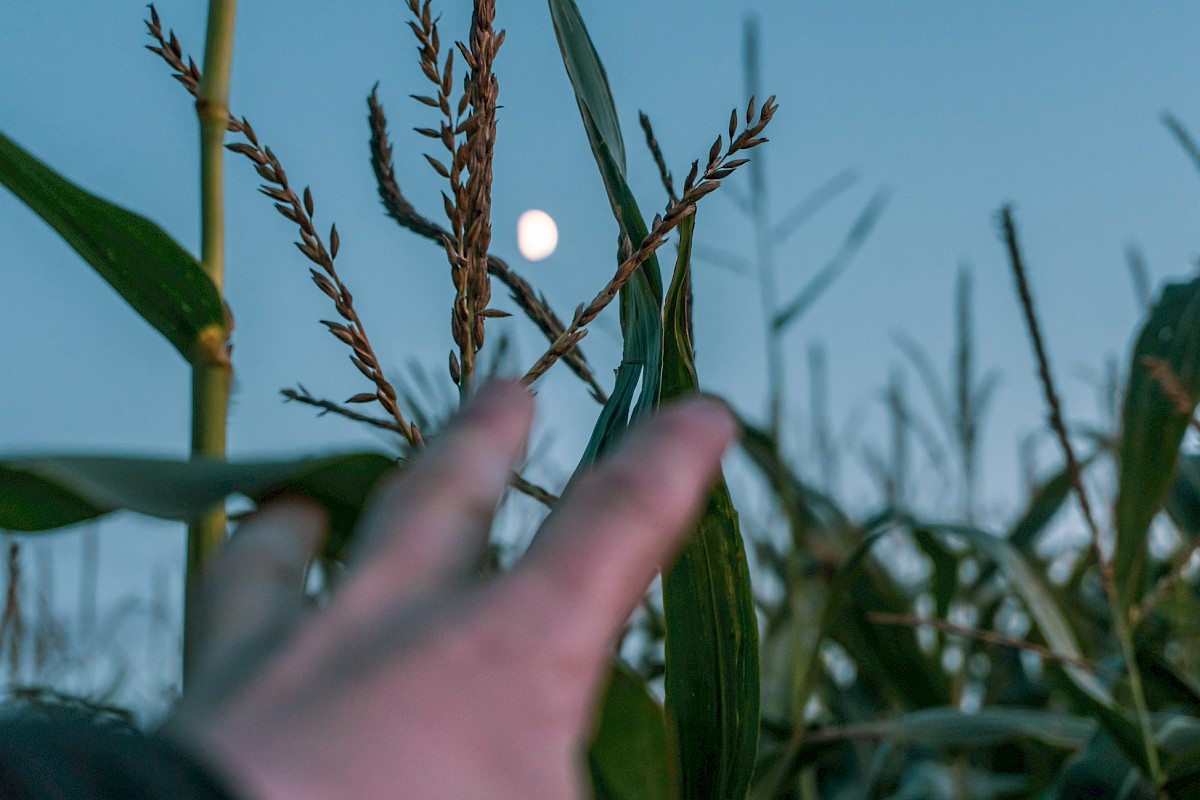 Full moon shown in corn field.