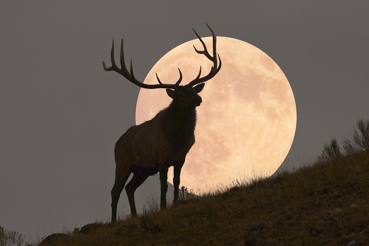 Elk in front of an October full moon.