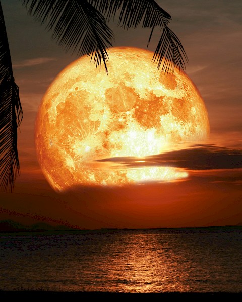 Orange Full Moon with Palm Tree Rising.