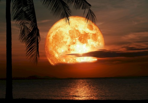 Orange Full Moon with Palm Tree Rising.