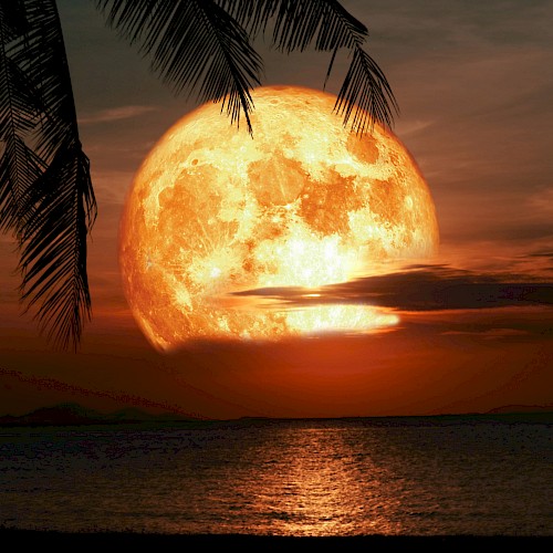 Orange Full Moon with Palm Tree Rising.