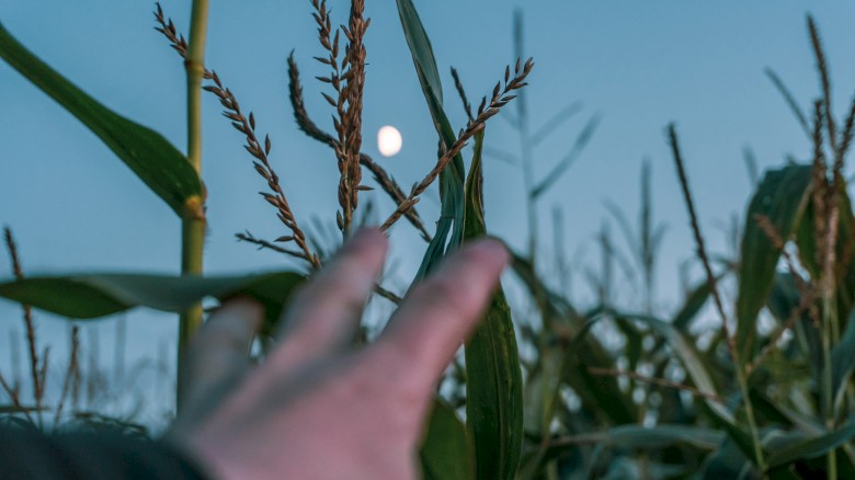 Full moon shown in corn field.