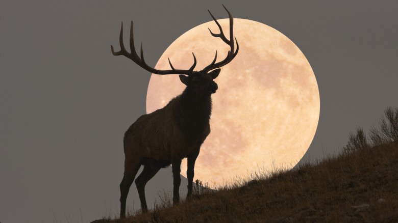 Elk in front of an October full moon.