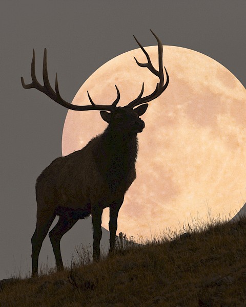 An image of an Elk in front of an October full Moon.