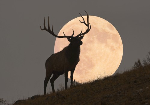 An image of an Elk in front of an October full Moon.