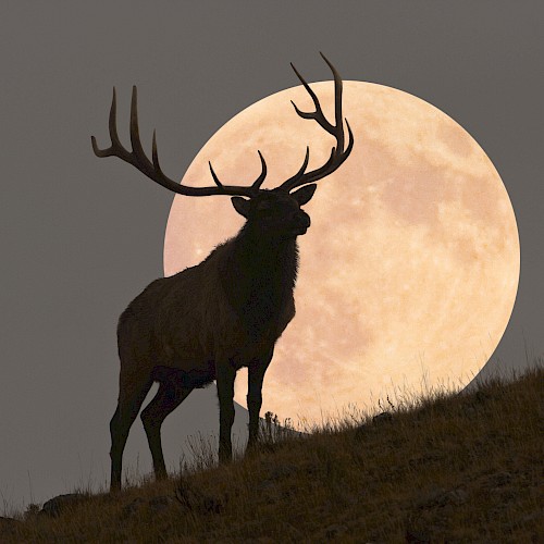 An image of an Elk in front of an October full Moon.